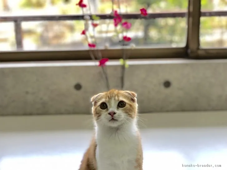 ID：1808-00936の子猫
