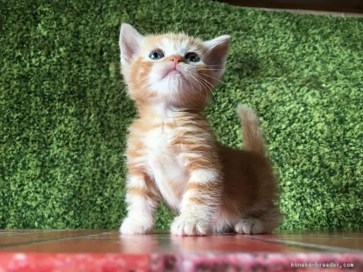 ID：1705-01432の子猫