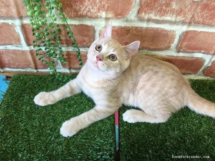 ID：1606-00052の子猫