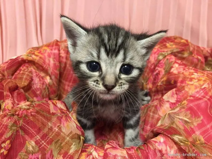 ID：1507-00184の子猫