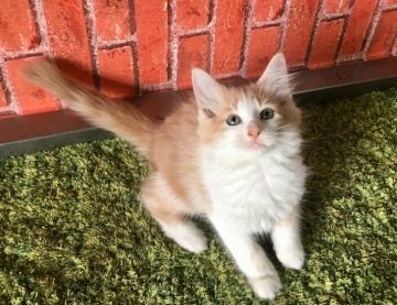 サイベリアン【茨城県・女の子・2018年3月27日・クリーム&ホワイト】の写真「ふわふわ！モコモコ！可愛すぎる女の子💕」