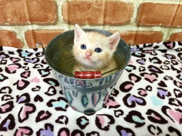 マンチカン【茨城県・男の子・2016年8月26日・クリームタビー】の写真「元気いっぱいな足長くん！」