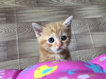 マンチカン【茨城県・女の子・2017年5月1日・レッド&タビー】の写真「ちょこちょこ歩きが可愛い短足の女の子💖💕」