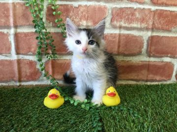 サイベリアン【茨城県・男の子・2016年7月3日・ブラウンタビー&ホワイト】の写真「両親ダブルチャンピオンです」