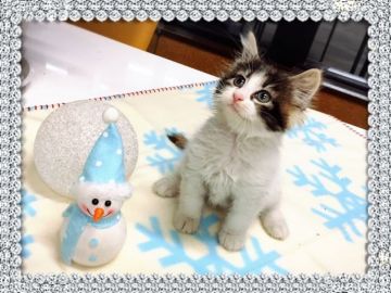 サイベリアン【茨城県・女の子・2016年10月17日・トーティー&ホワイト】の写真「両親ダブルチャンピオン💓」