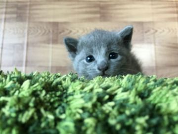 ロシアンブルー【茨城県・女の子・2017年3月27日・ブルー】の写真「可愛い❤️まんまるロシアンブルー💕」