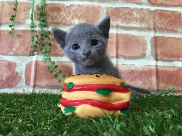 ロシアンブルー【茨城県・女の子・2016年8月28日・ブルー】の写真「可愛い女の子💞9月26日撮影」