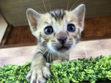 ベンガル【茨城県・男の子・2017年1月27日・ブラウンスポテッドタビー】の写真「可愛いベンガル君💕」