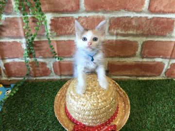 サイベリアン【茨城県・女の子・2016年7月3日・トーティー&ホワイト】の写真「両親ダブルチャンピオンです。」