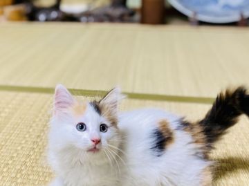 サイベリアン【茨城県・女の子・2021年5月7日・キャリコ】の写真「🍀呼んだら走って来てくれる可愛い女の子🍀」