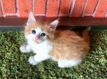 サイベリアン【茨城県・男の子・2018年4月28日・レッド&ホワイト】の写真「ふわふわ✨モコモコ✨可愛い男の子✨」