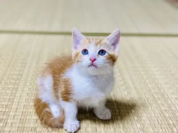 猫まんまページ 猫まんま（大阪府） - 子犬や子猫たちのペット販売情報が満載