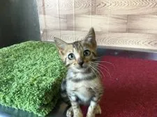 ベンガル【茨城県・女の子・2016年10月28日・ブラウンスポテッドタビー(ロゼット)】の写真1「私の飼い主さんは誰⁉︎💕1月7日撮影✨」