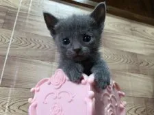 ロシアンブルー【茨城県・女の子・2016年12月10日・ブルー】の写真1「私の飼い主さんは誰⁉︎💓1月10日撮影✨」