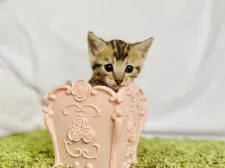 マンチカン(長足)【茨城県・女の子・2020年6月2日・ブラウンスポテッドタビー】の写真1「7/15」