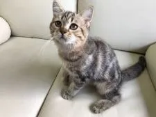 ミヌエット【茨城県・男の子・2017年4月18日・チンチラゴールデン】の写真1「僕の飼い主さんは誰⁉︎ 8月28日撮影✨」