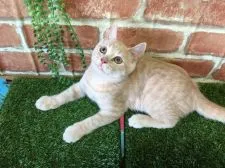 ブリティッシュショートヘア【茨城県・男の子・2016年5月8日・クリームタビー】の写真1「僕の飼い主さんは誰⁉︎💗9月14日撮影」