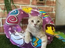 ブリティッシュショートヘア【茨城県・男の子・2016年5月8日・クリームタビー】の写真2「可愛すぎます！💕9月14日撮影」