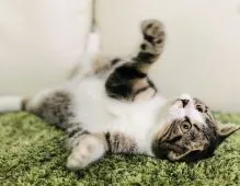 スコティッシュフォールド(折れ耳)【茨城県・男の子・2019年6月4日・ブラウンタビー】の写真2「9/3」