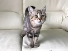 ミヌエット【茨城県・男の子・2017年4月18日・チンチラゴールデン】の写真2「まんまる男の子💕8月29日撮影✨」