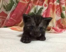 アメリカンショートヘア【茨城県・男の子・2015年9月7日・ブラックスモーク】の写真2