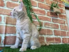 ブリティッシュショートヘア【茨城県・男の子・2016年5月8日・クリームタビー】の写真3「ペロ💞（笑）9月14日撮影」