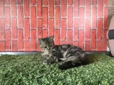 ミヌエット【茨城県・男の子・2017年4月18日・チンチラゴールデン】の写真3「ゴローン💕8月29日撮影✨」