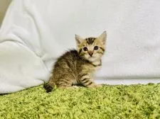 マンチカン(長足)【茨城県・女の子・2020年6月2日・ブラウンスポテッドタビー】の写真3「7/15」