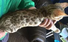 ベンガル【茨城県・女の子・2016年2月18日・ブラウンスポテッドタビー(ロゼット)】の写真3「4/25撮影（＾ν＾）」