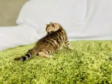 マンチカン(長足)【茨城県・女の子・2020年6月2日・ブラウンスポテッドタビー】の写真4「7/15」