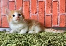 サイベリアン【茨城県・男の子・2018年4月28日・レッド&ホワイト】の写真4「6月2日撮影」