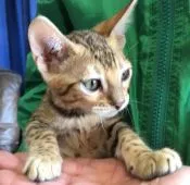 ベンガル【茨城県・女の子・2016年2月18日・ブラウンスポテッドタビー(ロゼット)】の写真4「4/25撮影（＾ν＾）」