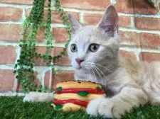 ブリティッシュショートヘア【茨城県・男の子・2016年5月8日・クリームタビー】の写真4「ハンバーガー🍔（笑）9月14日撮影」