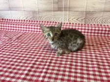 ベンガル【茨城県・女の子・2016年10月28日・ブラウンスポテッドタビー(ロゼット)】の写真4「私だけを見て💕✨12月12日撮影💕」