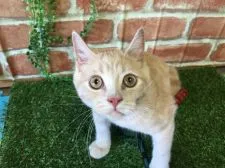 ブリティッシュショートヘア【茨城県・男の子・2016年5月8日・クリームタビー】の写真5「僕を見て！💞9月14日撮影」