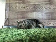 ミヌエット【茨城県・男の子・2017年4月18日・チンチラゴールデン】の写真5「眠い〜〜💤 6月20日撮影🎵」