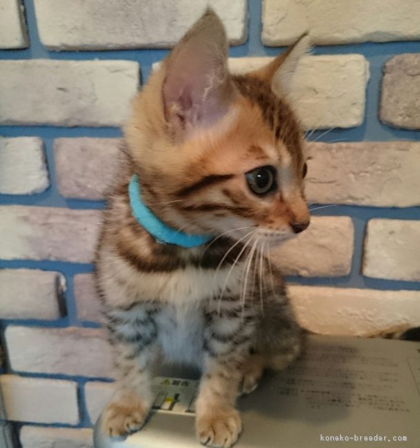ID:1611-00895の子猫