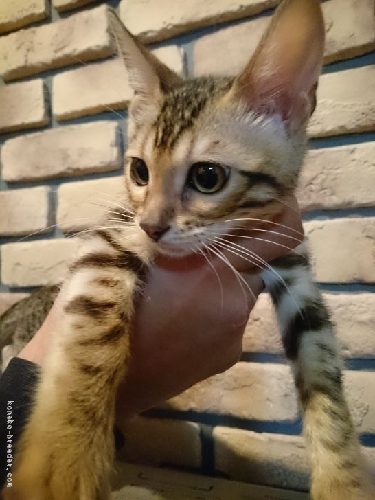 ID:1701-00106の子猫