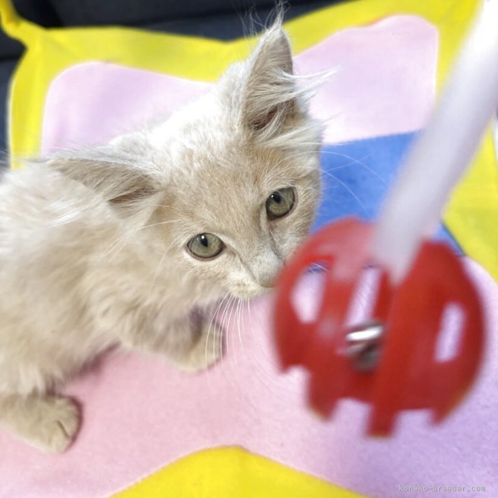 ブリーダー画像