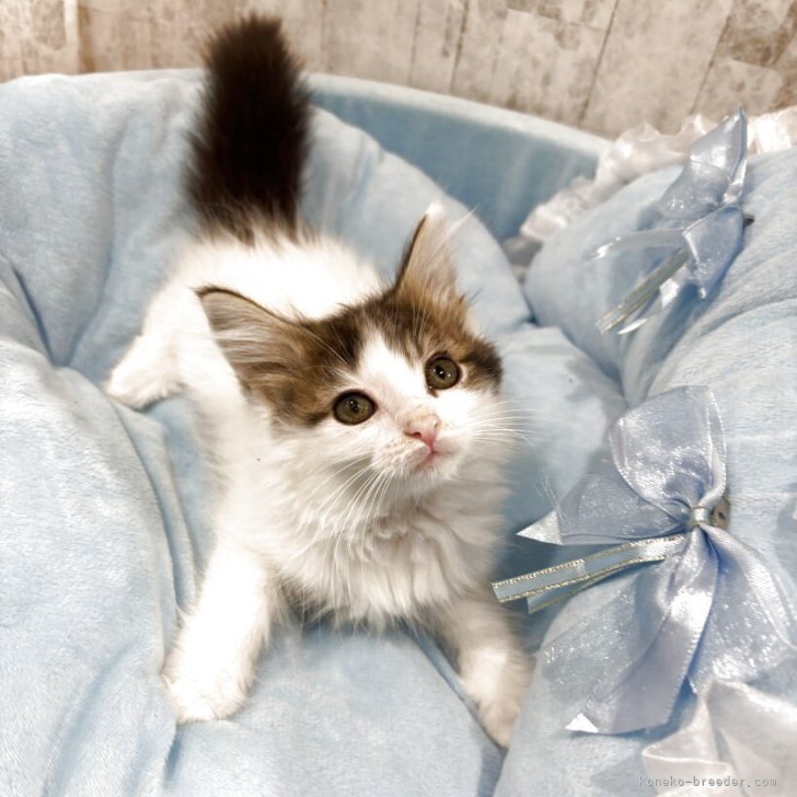 ブリーダー画像