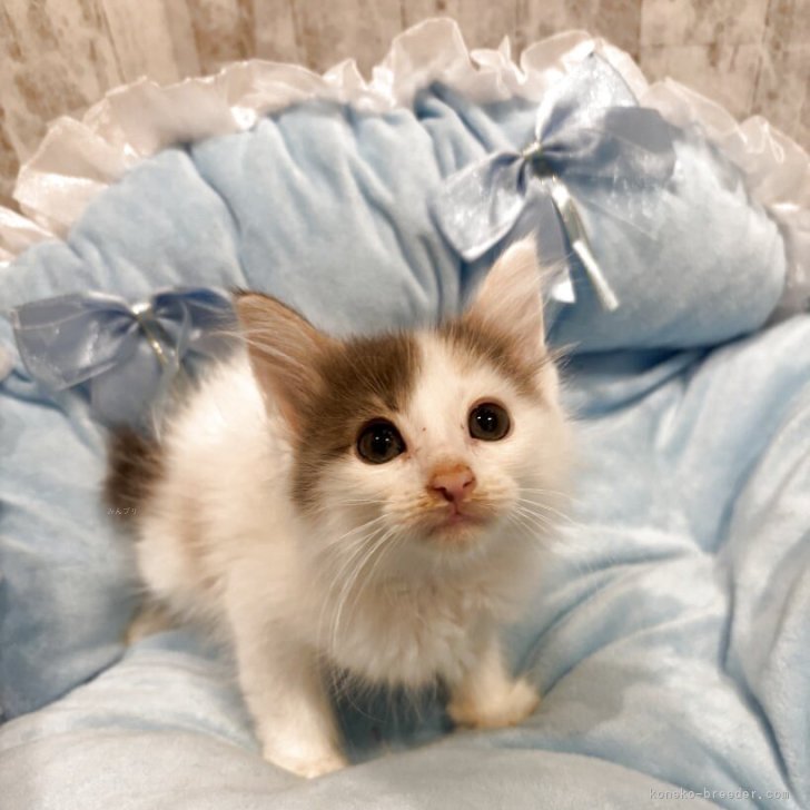 ブリーダー画像