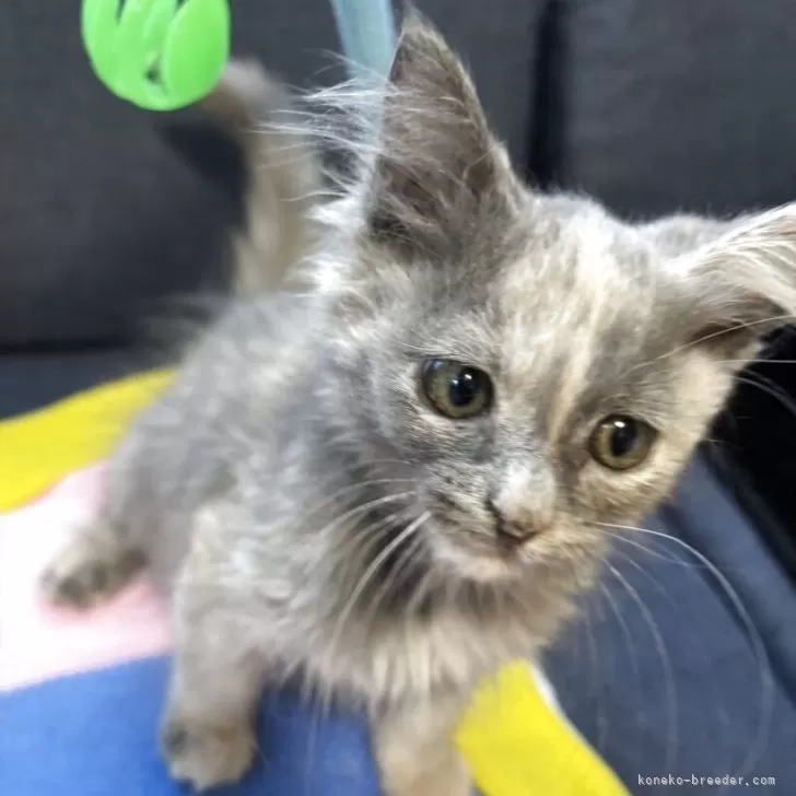 メインクーン【北海道・女の子・2025年8月25日・ブルークリーム】の写真1「女の子ならではの優しい顔つき🐱」