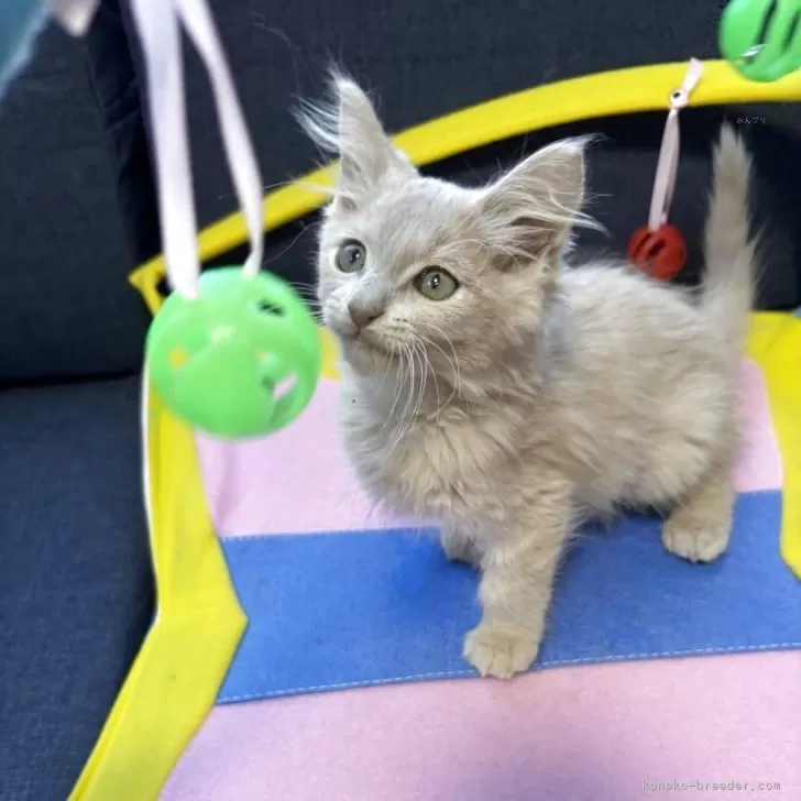 メインクーン【北海道・女の子・2025年8月25日・クリームタビー】の写真1