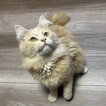 メインクーン【北海道・男の子・2025年4月6日・クリームタビー】の写真「ママ似で愛らしいお顔の子です。」