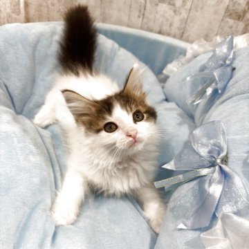 メインクーン【北海道・女の子・2025年10月8日・ブラウンタビーホワイト】の写真「優しいお顔の女の子です🎀」