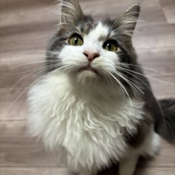 メインクーン【北海道・男の子・2025年3月7日・ブルー&ホワイト】の写真「おめめのまん丸の子です」