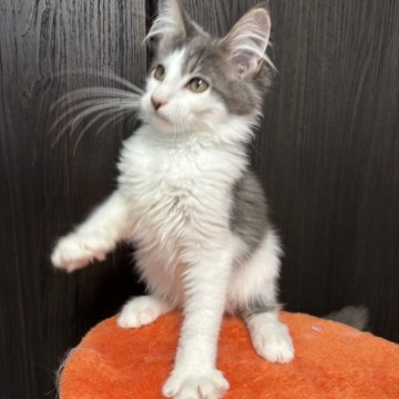 メインクーン【北海道・男の子・2025年8月26日・ブルータビー&ホワイト】の写真「人気のブルー系でとても可愛い子です✨」