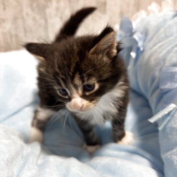 メインクーン【北海道・男の子・2025年11月10日・ブラウンタビー&ホワイト】の写真「アイライナーの入った可愛らしいお顔の男の子で⚾️」