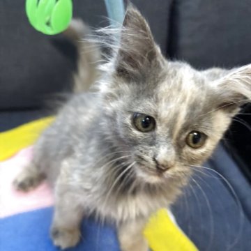 メインクーン【北海道・女の子・2025年8月25日・ブルークリーム】の写真「つぶらな瞳が可愛い子です💕」