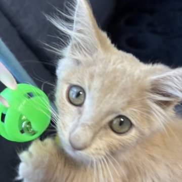 メインクーン【北海道・男の子・2025年8月25日・クリームタビー】の写真「つぶらな瞳が可愛い子です💕」